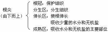 根的结构教案设计